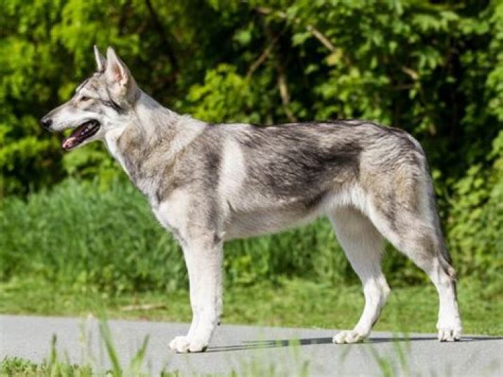 Are Northern Inuit dogs easy to train?