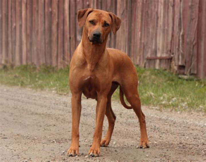 Are Rhodesian Ridgebacks good family dogs?