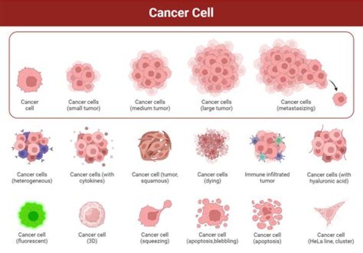 Can cancer cells be programmed?