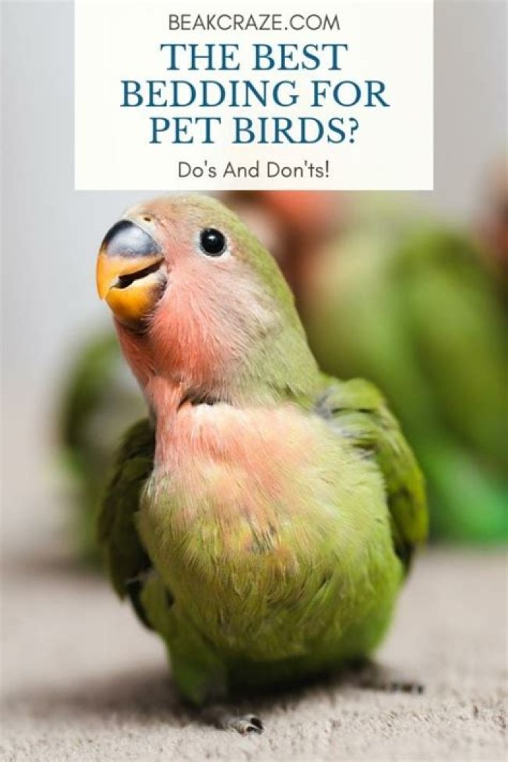 Can you use newspaper for bird bedding?