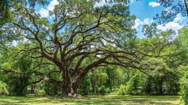 Do oak trees grow in New Zealand?