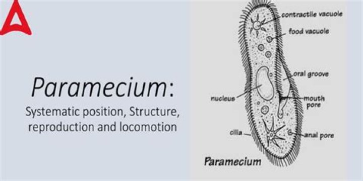 Do paramecium have anterior and posterior ends?