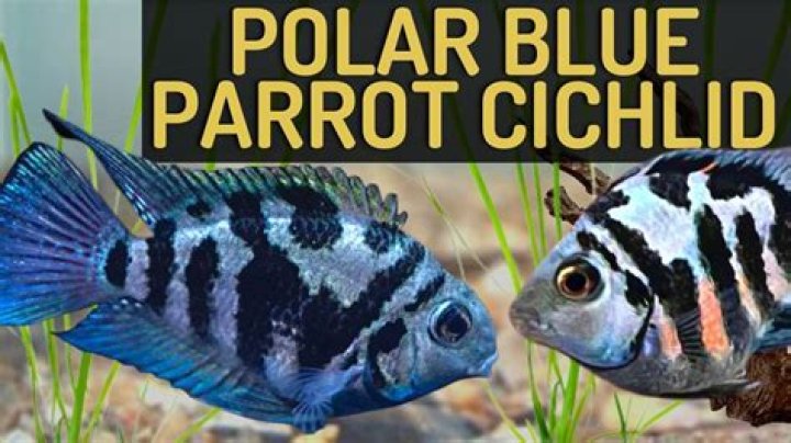How big do blue regal cichlids get?