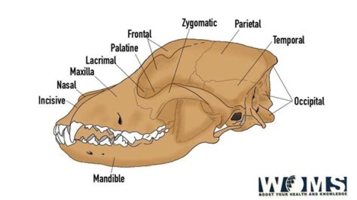 How can I identify an animal skull?