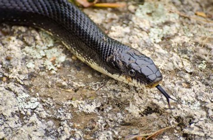 How can you tell a black rat snake?
