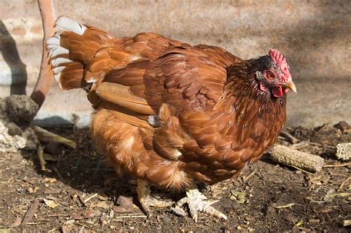 How can you tell an ISA brown rooster?