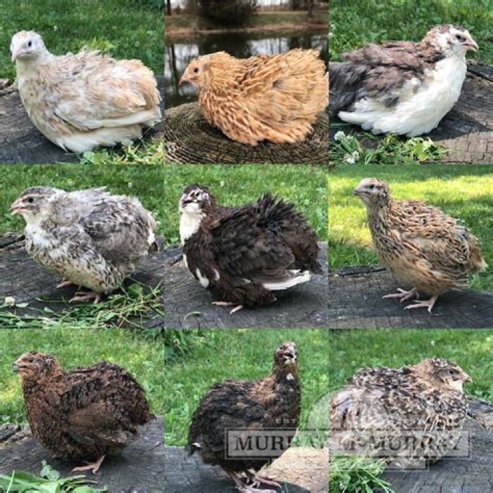 How close can quail be to chickens?