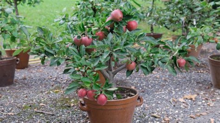 How cold can apple trees tolerate?
