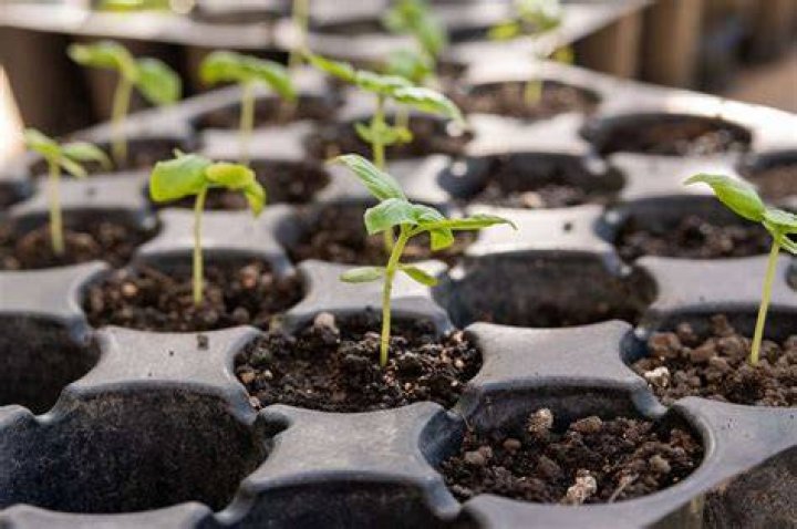 How do air layers propagate plants?