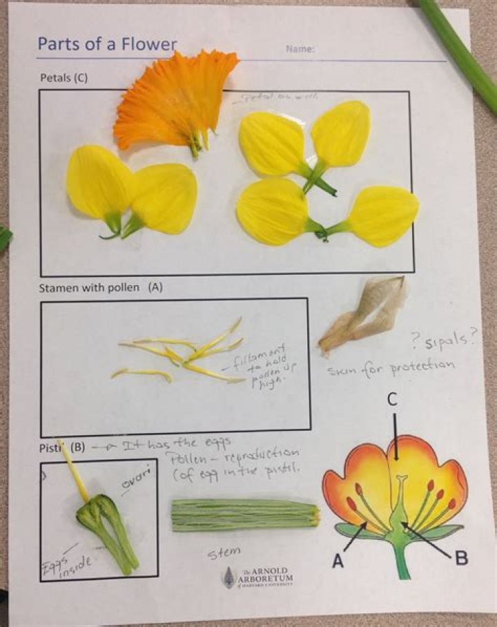 How do you dissect a flower for kids?