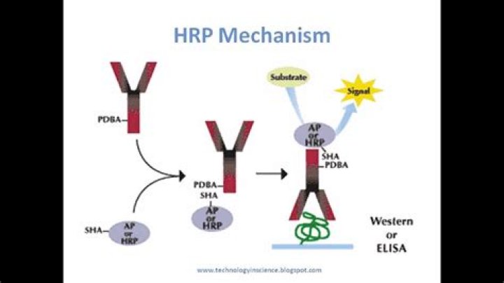 How is HRP detected?