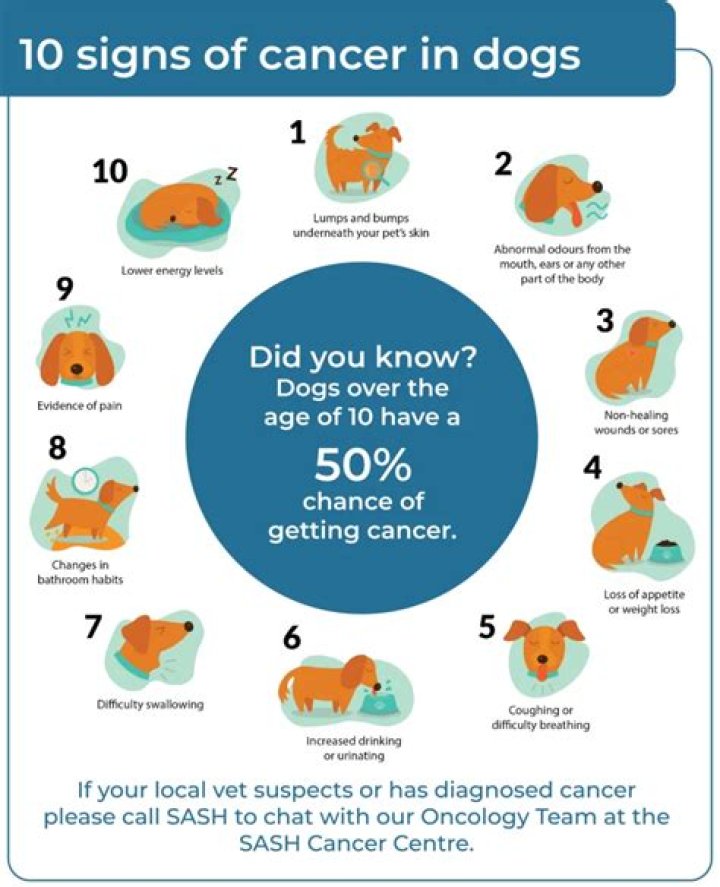 How long can a dog live with B cell lymphoma?