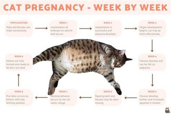 How long does it take for a cat to get used to a new home after moving?