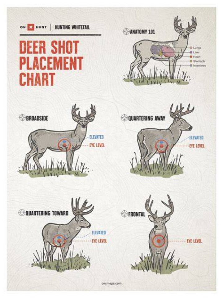 How many pounds of force does it take to kill a deer?