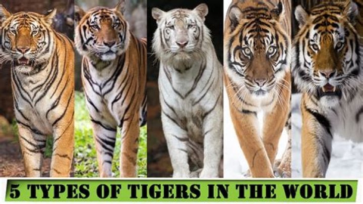 How many tigers were there in 2014?