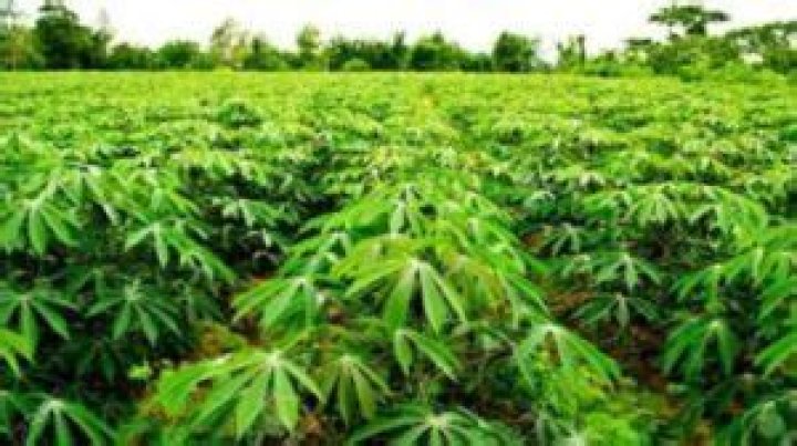 How profitable is cassava farming?
