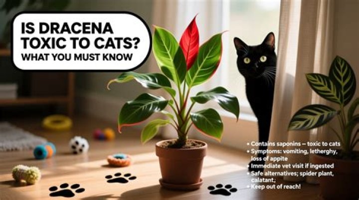 How toxic is Dracaena marginata to cats?