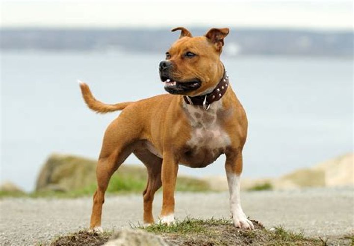 Is Staffordshire a pitbull?