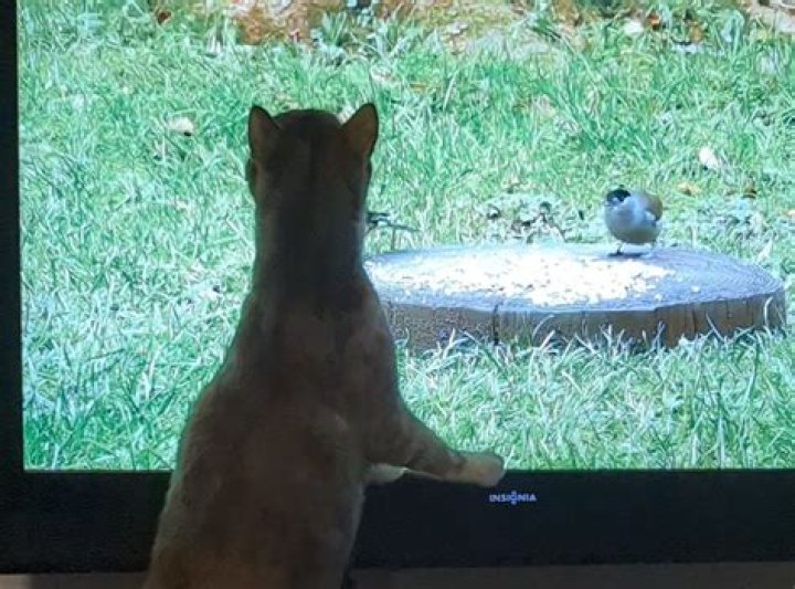 Is watching birds on TV good for cats?