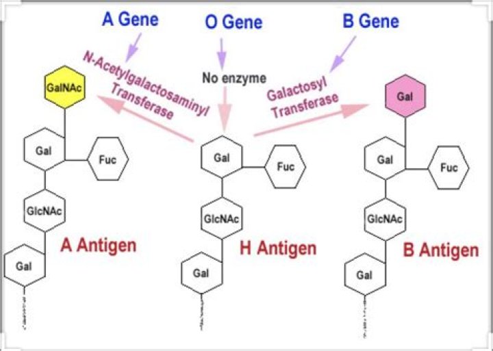 What are immunodominant groups?
