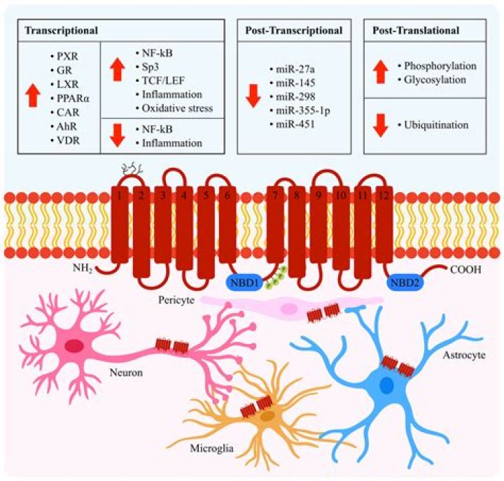 What are P-gp inducers?