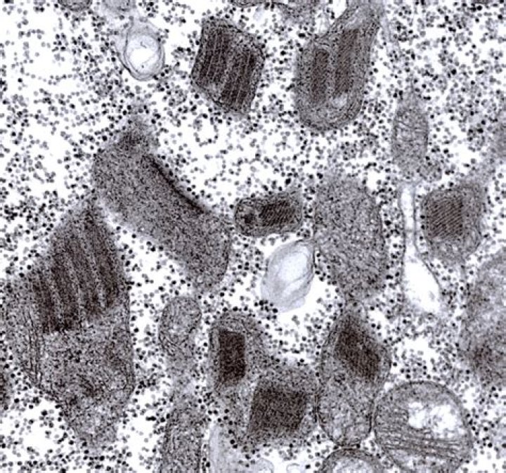 What are Paracrystalline inclusions?