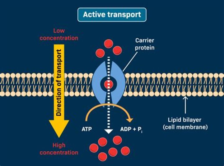 What are the 2 active transports?