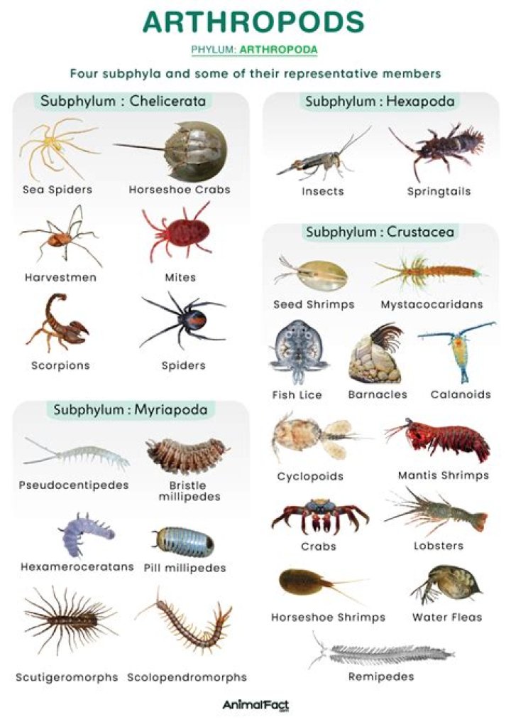 What are the 7 characteristics of arthropods?