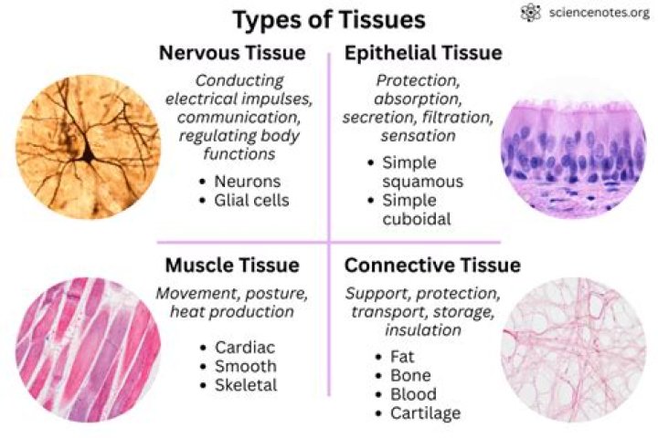 What are the characteristics of the 4 tissue types?