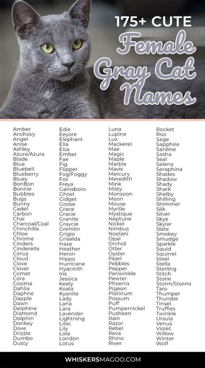What are the correct names for a male and a female cat?