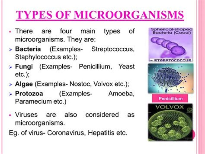What are the major groups of microorganisms explain with example?