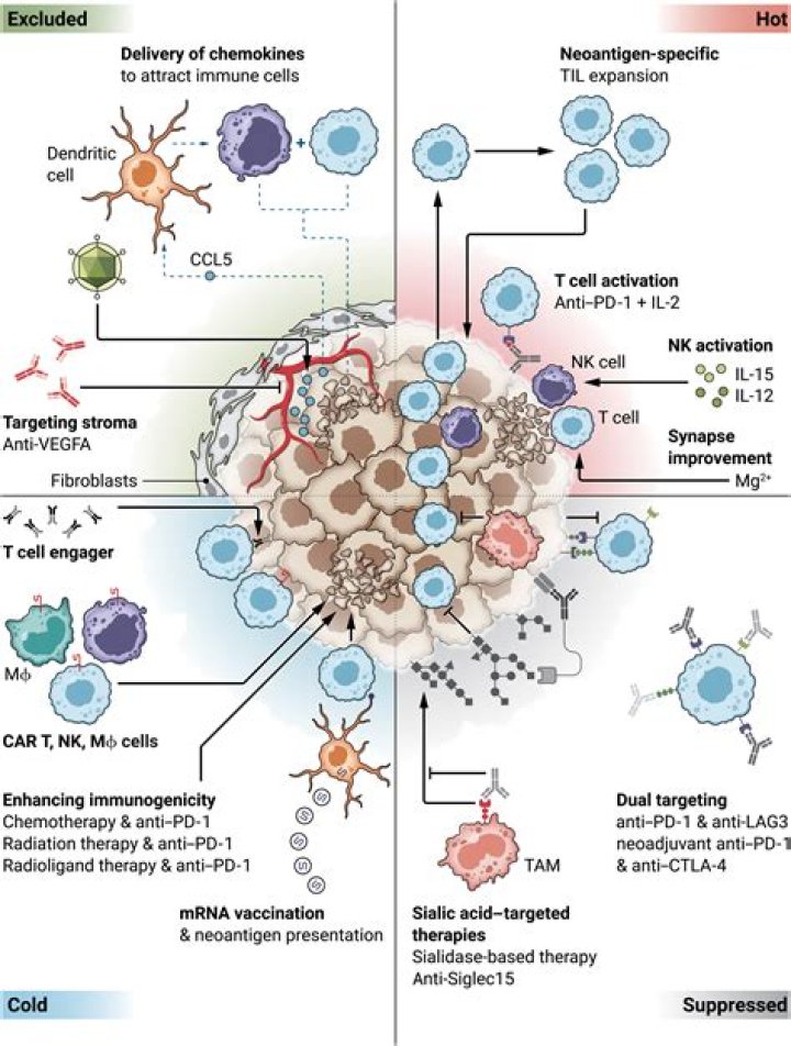 What are the most recent cells discoveries in terms of cancer treatment?