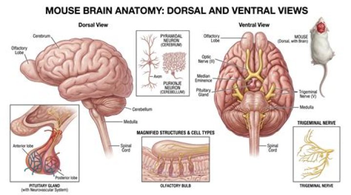What are the top 5 brainbrain games?