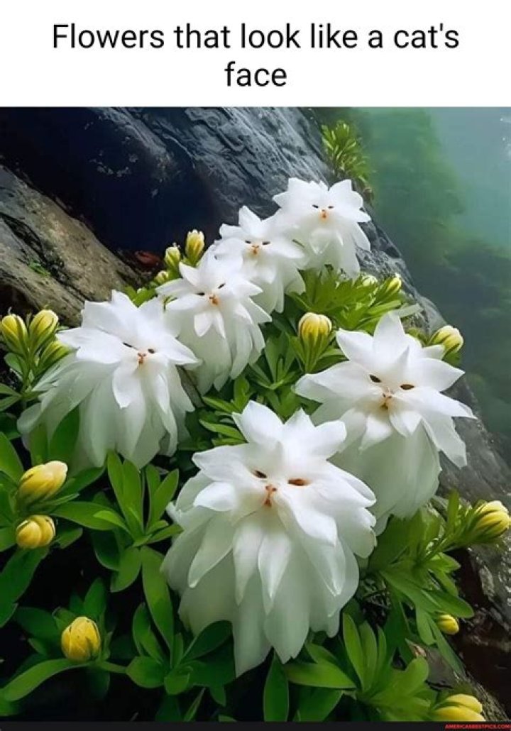 What are those ball flowers called?