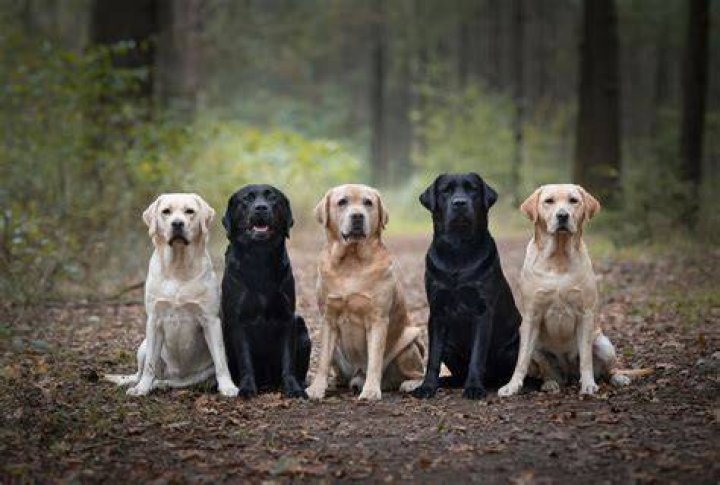 What breeds are similar to Labrador?