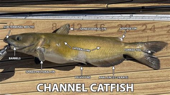 What do catfish symbolize in Japan?