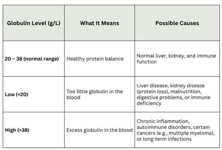 What does low albumin and high globulin mean?