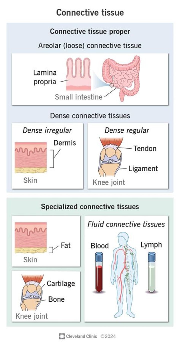 What does proper mean in connective tissue?