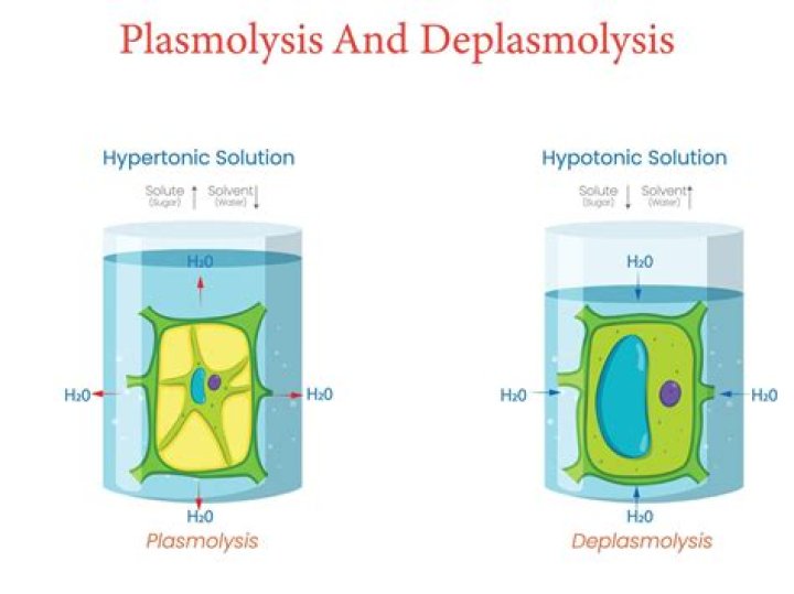 What happens to a plant cell during plasmolysis?