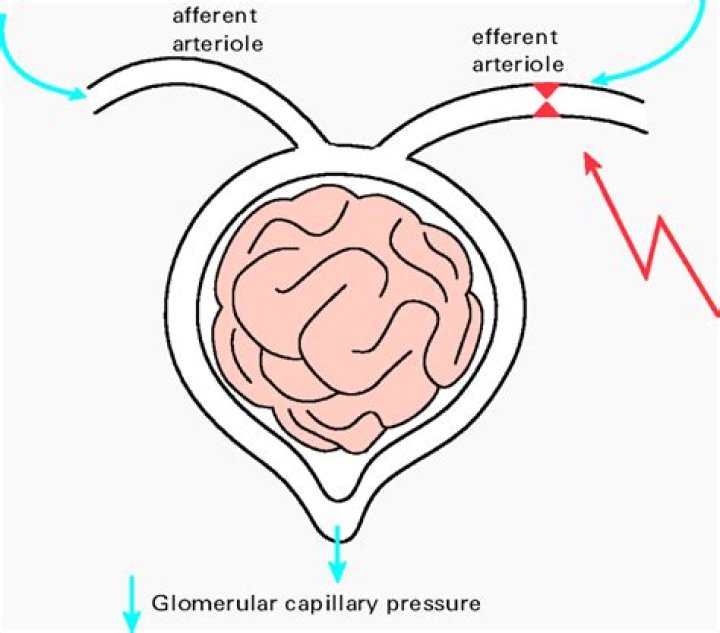 What happens when the efferent arteriole dilates?