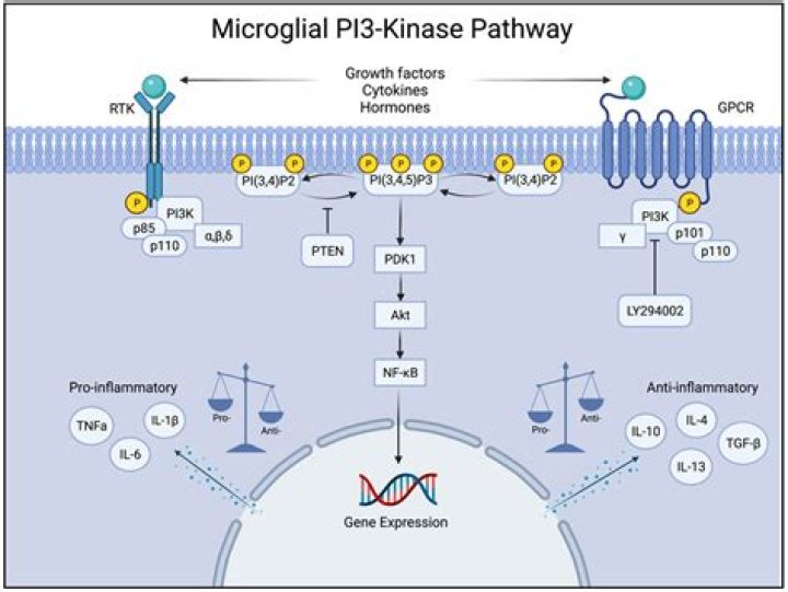 What inhibits A2 phospholipase?