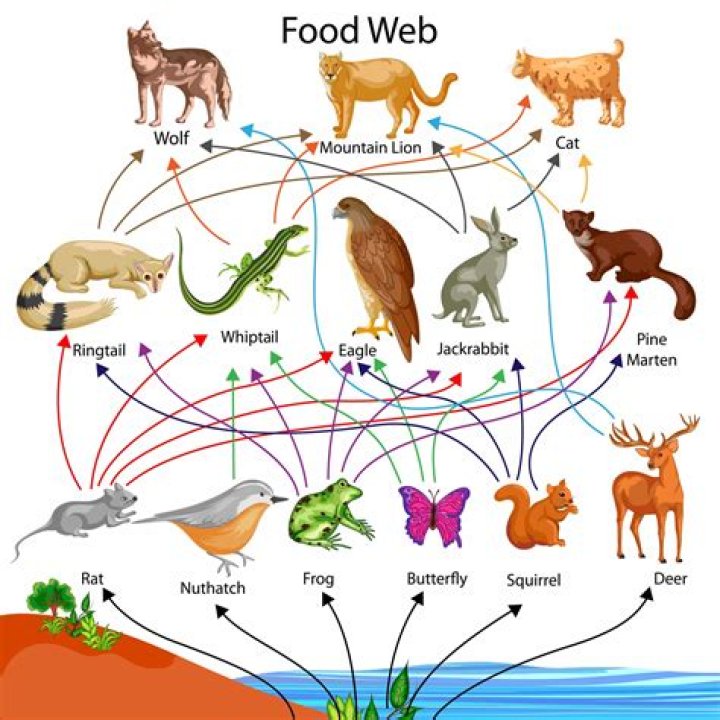 What is a web in your esophagus?