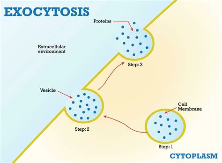 What is an example exocytosis?