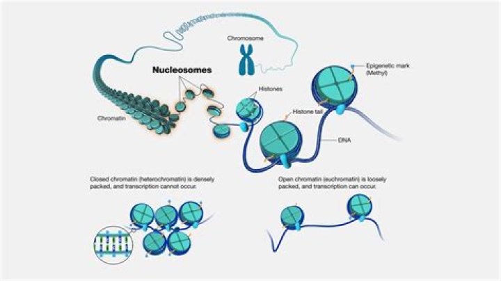 What is an Heterosome?