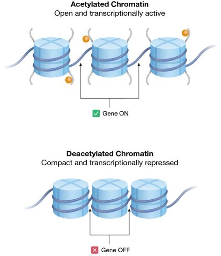 What is chromatin in gene expression?