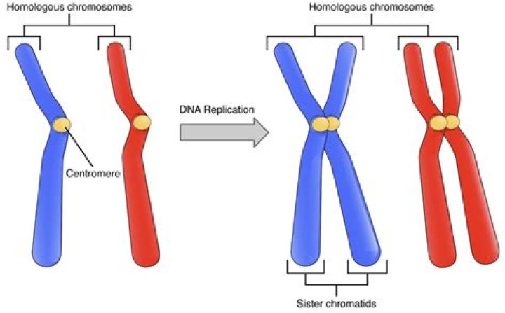 What is compaction of chromosomes?
