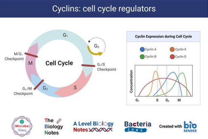 What is cyclin D responsible for?