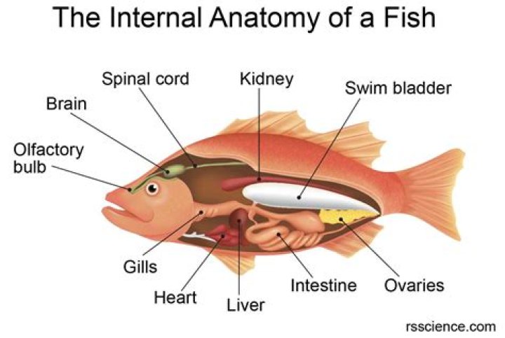 What is fish explain in detail?