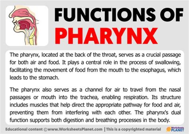 What is proboscis and its function?
