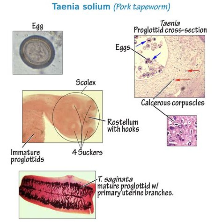 What is Proglottids of Taenia?